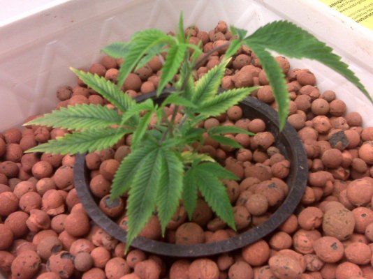 Help with My Sick Ladies