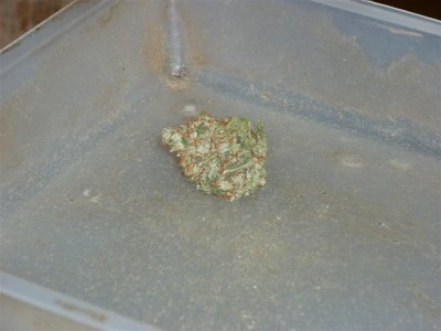 Atomic NL (Large).jpg