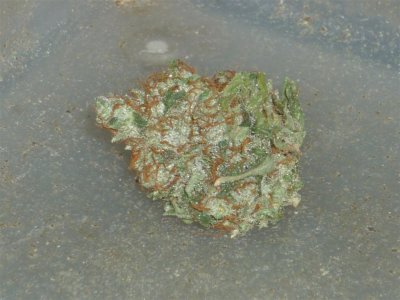 Atomic NL (1) (Large).jpg