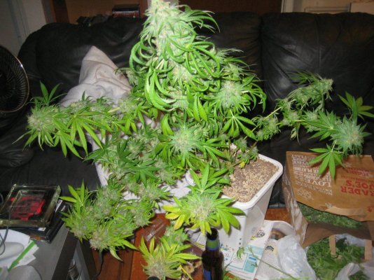 White Urkles-Fire Alien Day 56