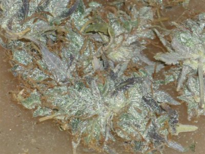 Sweet Blue{Sweet Skunkier} (5) (Large).jpg