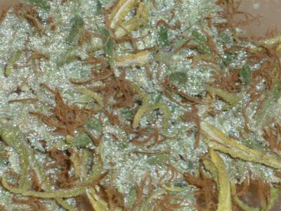 Seedmans Haze closest.jpg
