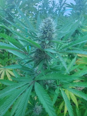 Lets see your 2020 Outdoor Plants!