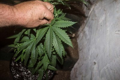 FPOG veg Aug 1 2 gallon 2-private.jpg