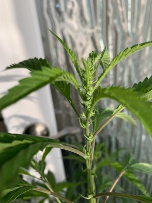 Is it a boy?