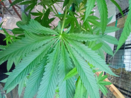 strain-related.jpg