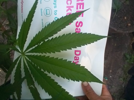 strain-related-4.jpg