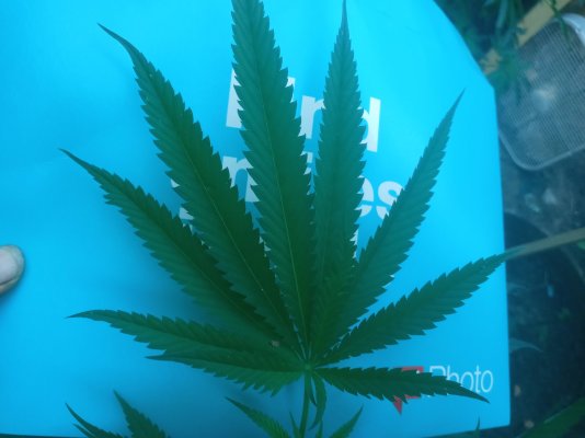 Strain related?
