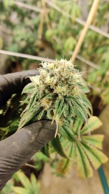 Plant leaves turn yellow after moving to flowering phase