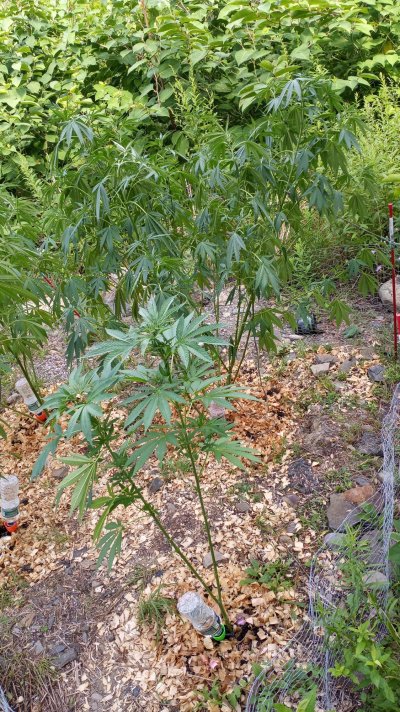 wheres-my-little-garden-2.jpg