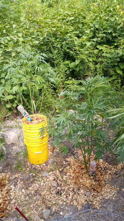 wheres-my-little-garden-4.jpg