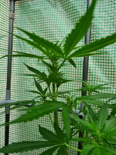 Here is my grow so far