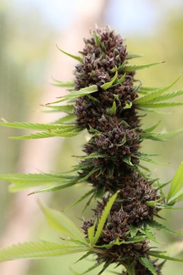 Lets see your 2020 Outdoor Plants!