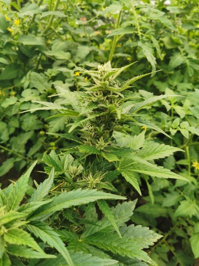 alternatives-to-expensive-cannabis-targeted-nutrients-2.jpg