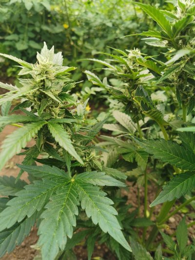 alternatives-to-expensive-cannabis-targeted-nutrients-4.jpg