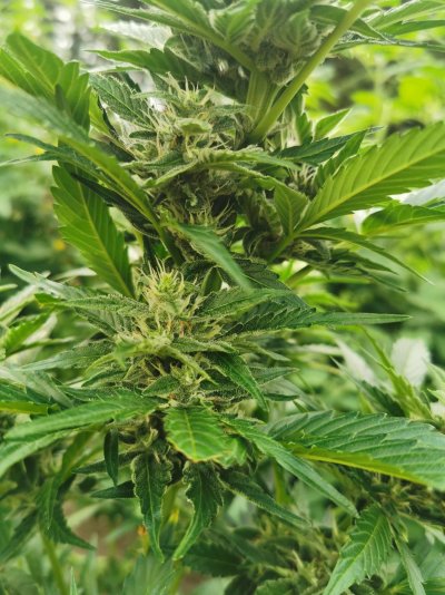 alternatives-to-expensive-cannabis-targeted-nutrients-7.jpg