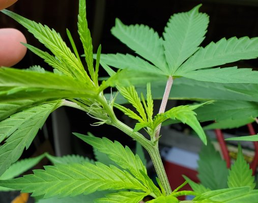 Issue with new growth?