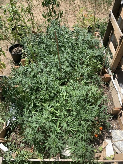 First Grow Full Send