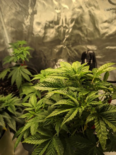 Leaves yellowing in patches, curling, rust, slight tip burns