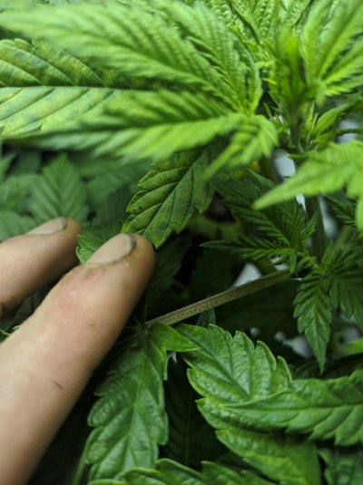 Leaves yellowing in patches, curling, rust, slight tip burns