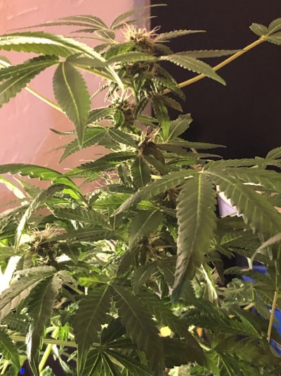my-first-grow-still-going-strong-so-far-3.jpeg
