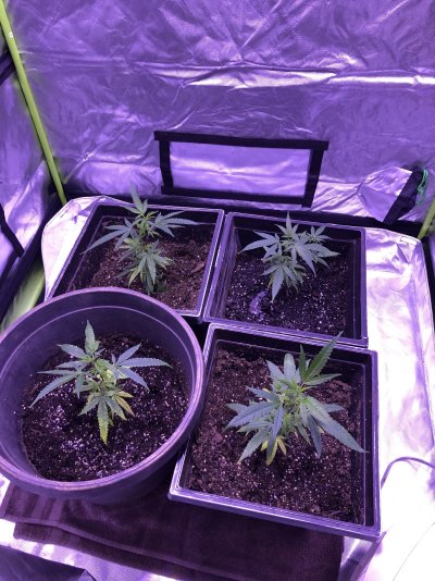 My first grow still going strong so far