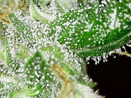 My first grow still going strong so far