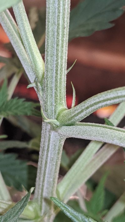 sexing-plants-3.jpg