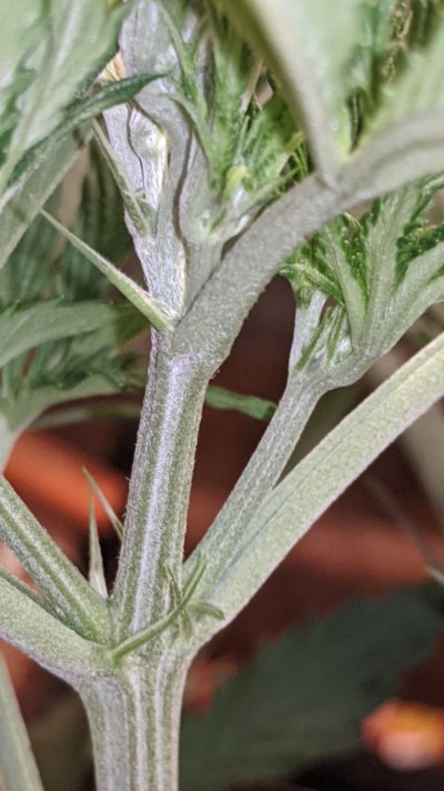 sexing-plants-5.jpg