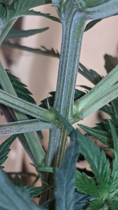 sexing-plants-8.jpg