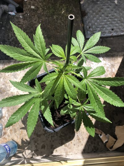 Seedling in soil help