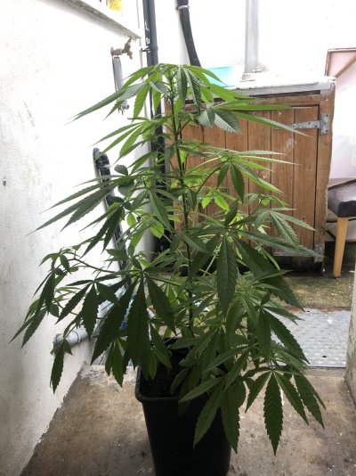 Seedling in soil help