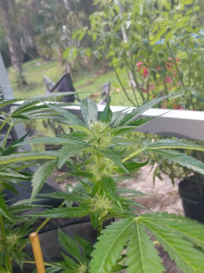 First crack, am I on the right track?!