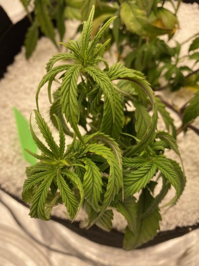weird-thin-new-growth-and-some-discoloring.jpeg