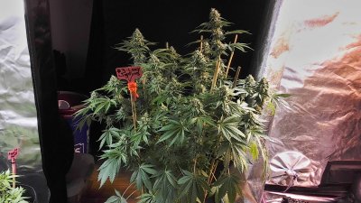 Bodhi Seeds Thread.