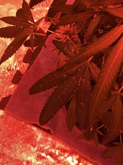 Fan leaf issue any advice would be grateful