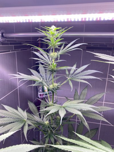 first-time-grow-check-in-lol.jpg