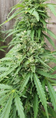 Cannabis leaves pointing  up