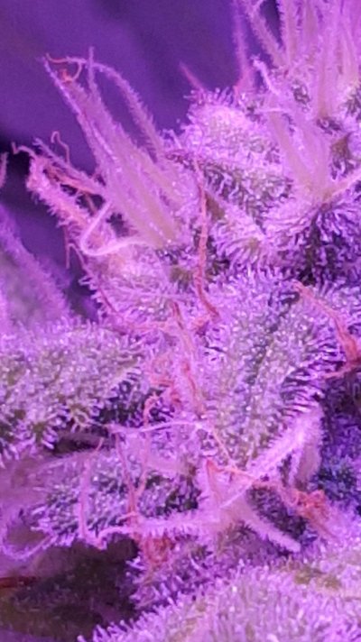 First grow and first time doing hydro