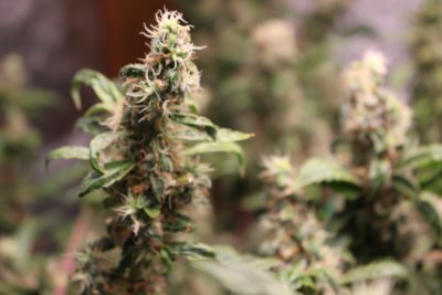 Please help me verify my Master Kush is ready