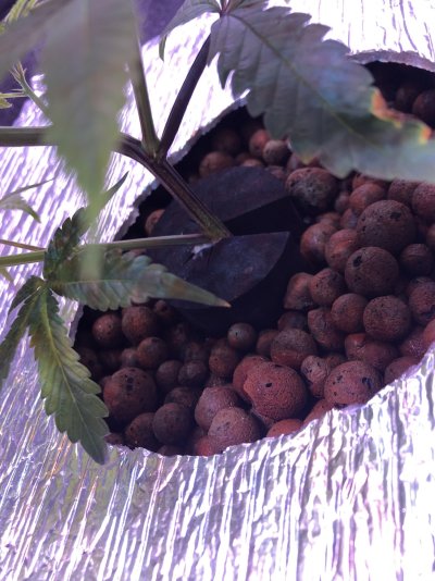 Mold on stem/foam collar? DWC