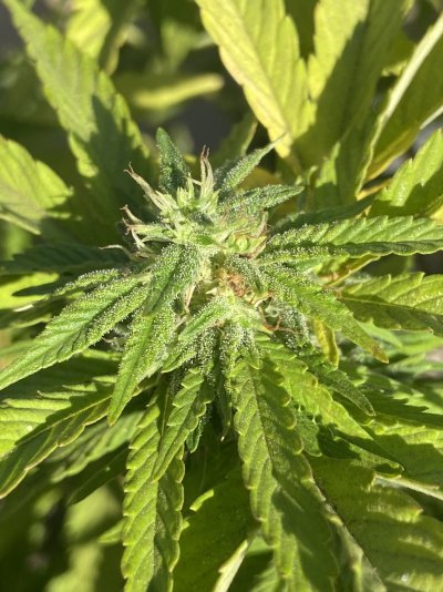 Help! Buds looking burnt.