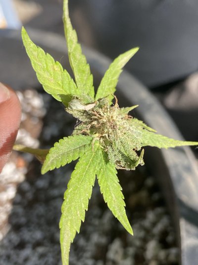 Help! Buds looking burnt.