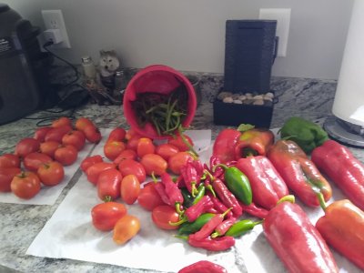 Dose anyone grow fruit n veg in your back yards .