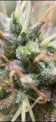 Is this ready? Raspberry Cough - 9 weeks