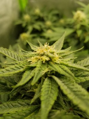 First Grow