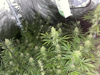 Spider Farmer LED Grow