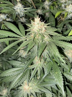 Spider Farmer LED Grow