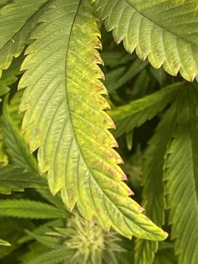 F21, need help identifying what is wrong with this plant