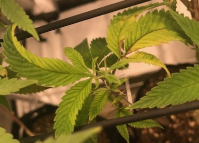 first grow back at it